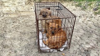 Dogs Spent Lifetime in Cage Like Prisoners... they cried when we free them