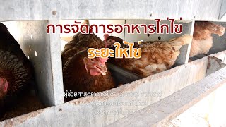 457 การให้อาหารไก่ไข่ | การจัดการอาหารไก่ไข่ระยะให้ไข่ | อาหารและการให้อาหารสัตว์ปีก