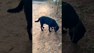 ഇതൊക്കെയാണ് ചെക്കൻടെ പണി #trending #ytshorts #viral #pets#dog #doglover #dogshorts #music