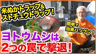 家庭菜園や農園でヤトウムシやヨトウムシを2つのトラップで撃退！簡単に作れて効果バツグン！/ How to make simple INSECT TRAP