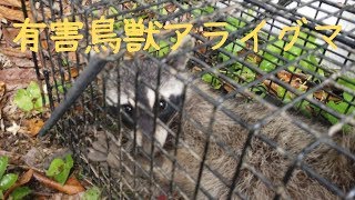 アライグマ捕獲　外来種　有害駆除