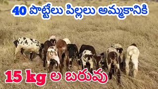 పొట్టేలు పిల్లలు 8008246719 sheep kids