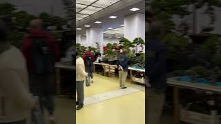 [🇯🇵Bonsai] 44nd NIPPON BONSAI TAIKAN GRAND EXHIBITION 第44 回日本盆栽大観展💖 #beauty  #kyotowalk #relaxing