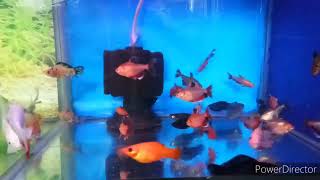 Thane Aquarium fish shop