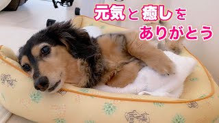 【ダックスフンド】ママのそばにいてくれて～いつもありがとう～【感謝】