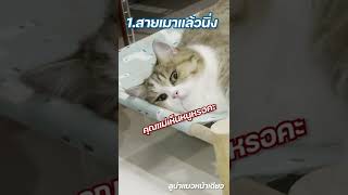 รีวิวกัญชาแมว BY ลูน่า//นาเนียร์ อาการจะเป็นยังไงมาดูกัน #กัญชาแมว #Catnip #Tiktok #Cat #catoftiktok