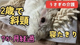 うさぎの斜頸（1）