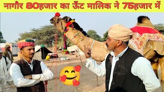 ऊंट का सौदा 80हजार का ऊँट मालिक ने 75हजार नहीं बेचा // Nagaur pashu mela 2025