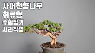 Juniper | a wind tree | Forming a tree | Peel the skin | BONSAI