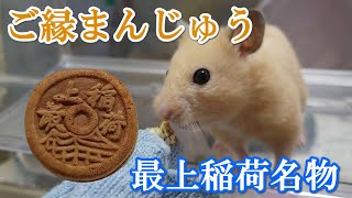 初めておまんじゅうを食べたハムスターの反応がこちらです