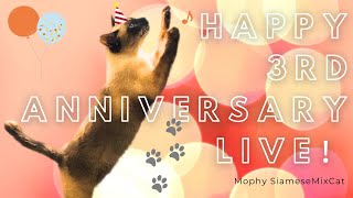 お迎え3周年！やっと人生の半分が家猫生活になった元野良の保護猫をお祝いしよう！【保護猫・シャム猫・シャムミックス/ノルウェージャンフォレストキャット】