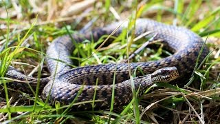 Herping in Germany Spring 2017 | ADDERS, SNAKES \u0026 LIZARDS