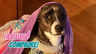 ¡ASÍ LLEGÓ COMPADRE! - STORYTIME