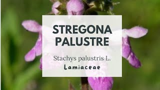 STREGONA PALUSTRE - Stachys palustris L. - Lamiaceae - Marsh woundwort - Marsh Hedgenettle