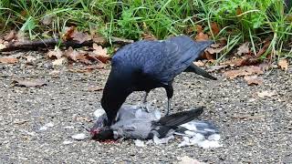 Carrion Crow killing Feral Pigeon