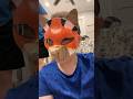 Making a fox mask part 1#therian #therianthropy #quadrobics #shorts #fyp