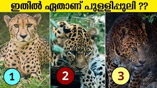 ഇതിൽ ഏതാണ് പുള്ളിപ്പുലി 99% പേരും തെറ്റിക്കും  😮 Leopard Jaguar and Cheetah In Malayalam | Animals