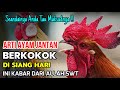 SEANDAINYA ANDA TAU MAKSUDNYA !! ARTI AYAM JANTAN BERKOKOK DI SIANG HARI, INI KABAR DARI ALLAH SWT