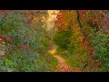 🌳 4K - Relaxing Nature Sounds For Stress Relief, Bird Song, Forest Sounds