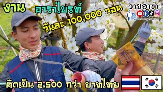 ทำงานสวนวันละ 100,000 วอน คนไทยในเกาหลี 🇹🇭🇰🇷￼￼