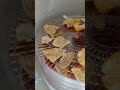 Drying Amanita muscaria