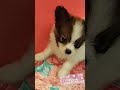 ライラック犬舎　パピヨンブリーダー　オーナー様募集中