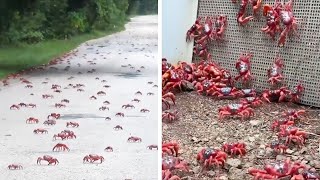 橫行霸道：澳洲數百萬隻紅蟹一年一度大規模遷徙中，佔領整座聖誕島