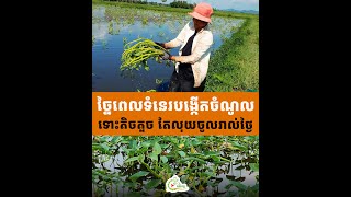 ច្នៃពេលទំនេរបង្កើតចំណូល ទោះតិចតួច តែលុយចូលរាល់ថ្ងៃ