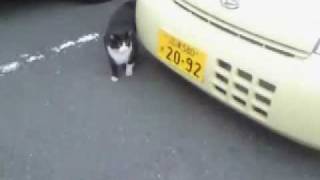 犬と猫の友情　Moook\u0026Cat.wmv