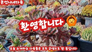 다수야농원 키핑장 큰언니네 다육 대품으로 키우는 비결