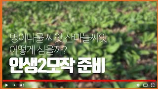 명이나물(산마늘)씨뿌리는 방법. 퇴직후인생2모작 준비