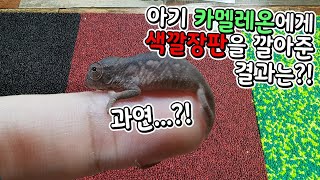 아기카멜레온에게 색깔장판을 깔아줬더니....?! 놀라운 변화의 비밀