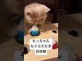 お初のおもちゃで遊ぶ子猫　もっちゃん3ヶ月の頃　　　　 ねこのいる生活 ねこのいる暮らし cat kitten 猫好きさんと繋がりたい エキゾチックショートヘアー catlover