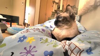 朝目覚めたらシャムエに乗られてて動けない中ペポ🐈が来て「早く起きてくれ」と急かされた💦