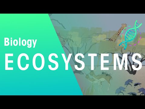 What is an ecosystem? | Ecology & Environment | Biology | FuseSchool