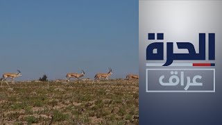 ديالى: محمية الغزلان تضم 400 غزال من الريم العربي النادر ومخاوف من الإهمال والنهب