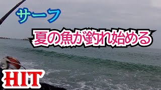 【釣り】　高知　サーフ釣り　『久々の青物が！！！』