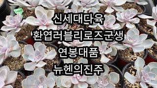 환엽러블리로즈군생/연봉대품군생/뉴헨의진주/샤넬/백봉💕