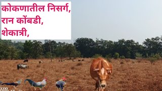 आज परत सकाळ सकाळ रान कोंबडे दिसले |मुख्या प्राण्याला जीव लावून तर बगा village life |