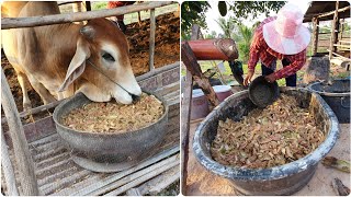 สูตรเด็ดอาหารวัว ส่วนผสมง่ายๆแต่คุณภาพคับแก้ว วัวชอบ กินดี โตไว