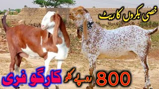 2024 ki qurbani kalay rajanpuri makhi cheni khassi bakray 034162283000 public bismillah goat form