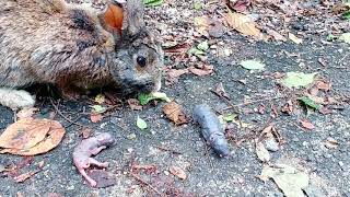 野生うさぎの赤ちゃん