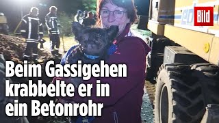 Feuerwehr baggert kleinen Hund aus einem Abwasser-Rohr frei