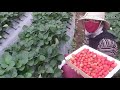 Bervespa Explore Trawas Mojokerto. Petik Strawberry Korea, Jemblem Claket & Panen Tanaman Hidroponik