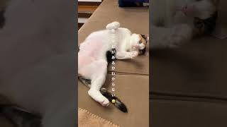 人生ニャにがあるかわからない☺️＃三毛猫＃保護猫