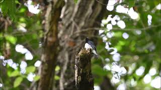 オオルリのさえずり‐Blue and white Flycatcher