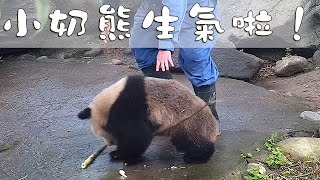 《熊貓早晚安》小奶熊生氣啦！| iPanda熊貓頻道