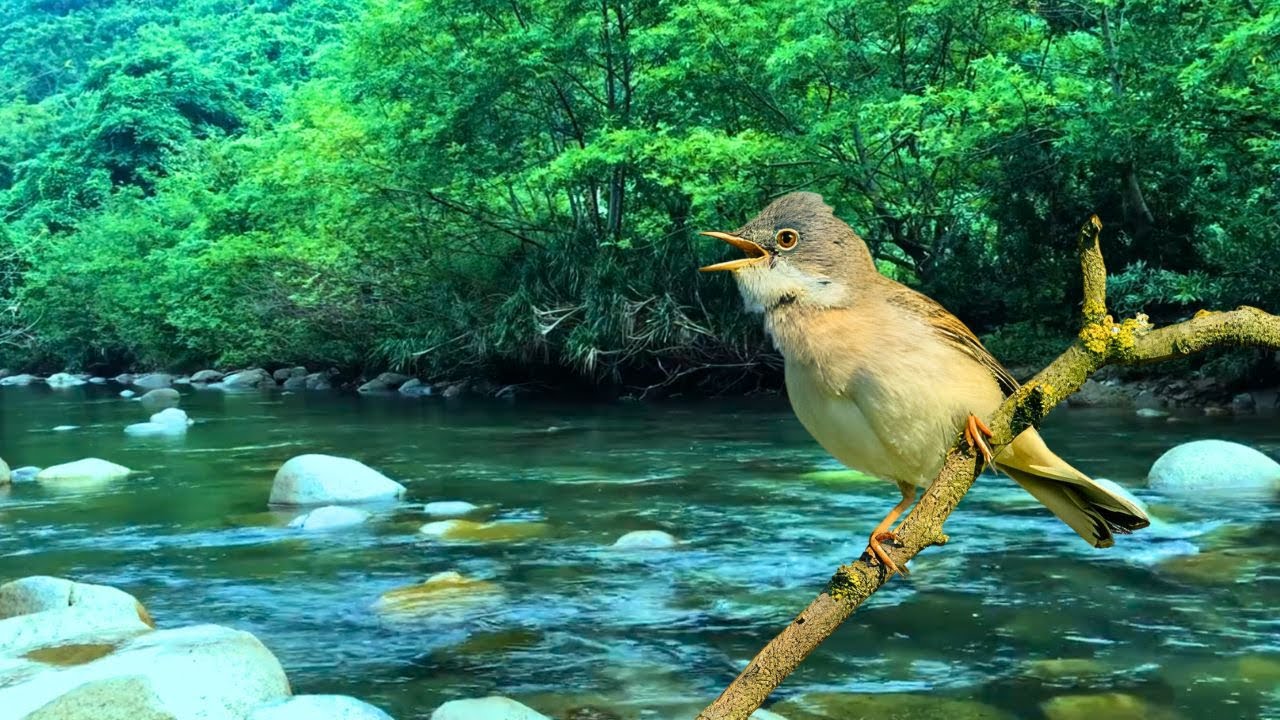 Birds Chirping Relaxing Natural Forest Sounds Gently Flowing Stream