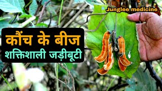 दुनिया की सबसे शक्तिशाली जड़ीबूटी कौंच बीज फायदे और पहचान / Mucuna pruriens