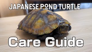 JAPANESE POND TURTLE CARE GUIDE at home【ニホンイシガメの簡易飼育】